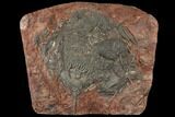 Silurian Fossil Crinoid (Scyphocrinites) Plate - Morocco #134261-1